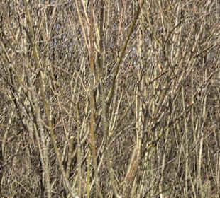Wildrosenlehrpfad