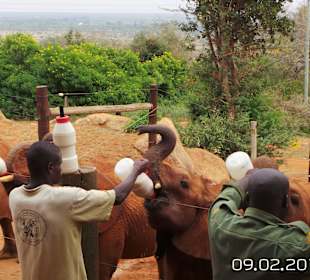 Elefantenwaisenhaus bei Voi
