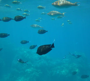 Submarine Sharm20