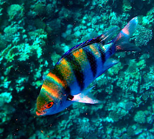 Schnorcheln Makadi Bay