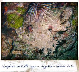 Ich beim Schnorcheln