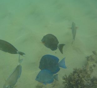 Schnorcheln Bayahibe