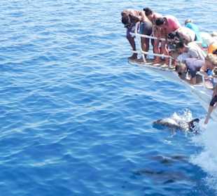 Delphin und schnorcheln trip