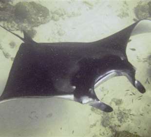 Tauchen Valley of the Ray