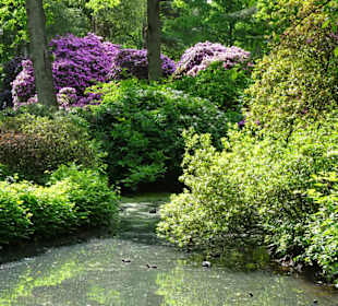 Hauptblüte im Rhododendronpark Bremen