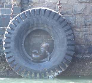 Robbe / Seehund in Autoreifen