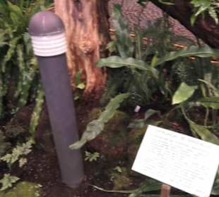 Palmfarnhaus -  Botanischer Garten