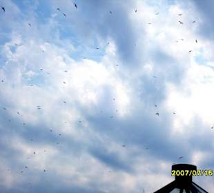 Am Himmel "Möwen-Versammlung".