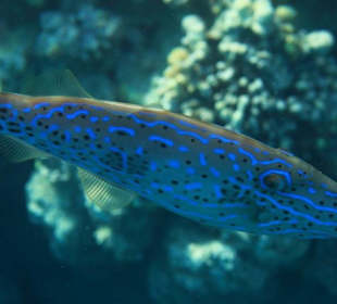 Rafa przy pomoście "Stella"