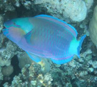 Hausriff Arabia Azur Resort