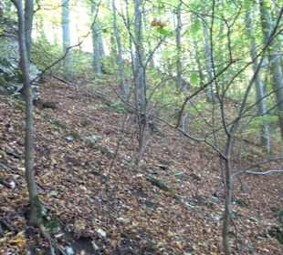 Premiumwanderweg hochgehkeltert Neuffen
