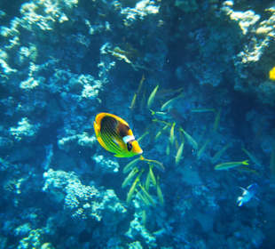 Schnorcheln Makadi Bay