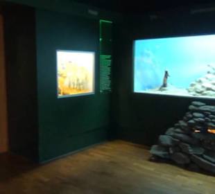 Museum Jagdtier + Vogelkunde