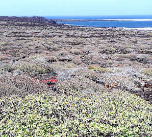 Inselrundfahrt AIDA Tagestour