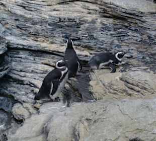 Pinguine im Oceanário