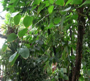 Tropicarium