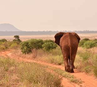 Tsavo Ost Elefant 