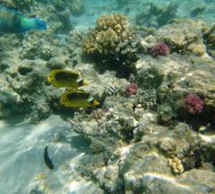 Schnorcheln ein paar Strände weiter