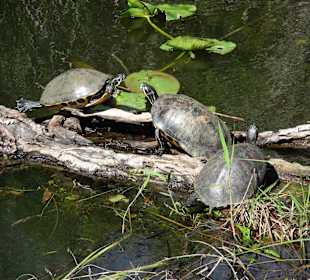 Auch Schildkröten genießen die Sonne 