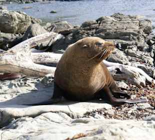 Robbe an der Halbinsel von Kaikoura
