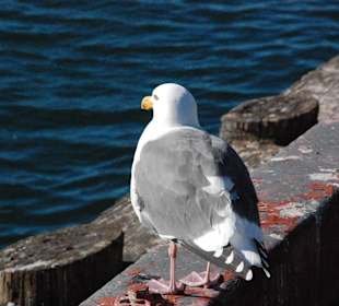 Old Fishermans Wharf, Monterey