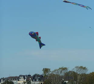 Fliegende Drachen auf der Rheinwiese
