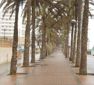 Palmenallee am Radweg
