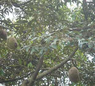Durian oder Stinkfrucht
