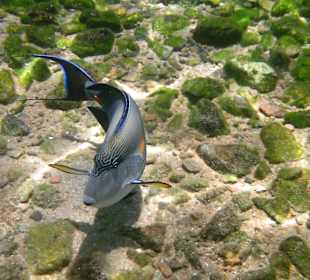 Schnorcheln am Hausriff