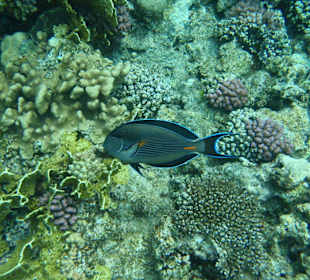 Sohaldoktorfisch