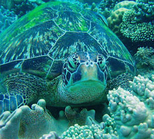 Schildkröte - Apo Island - Chapel