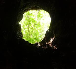 Freier Blick nach oben aus der Platane