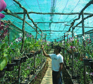 Orchideenfarm auf Koh Lanta