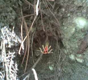 Tal der Schmetterlinge (Tiegermotten)