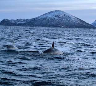 Orcas 