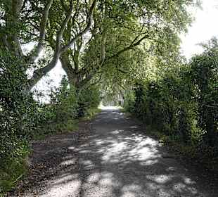 Weg zu den "The Dark Hedges"