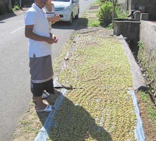 Wayan erklärt Gewürze am Straßenrand