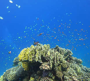 Schnorcheln Marsa Alam