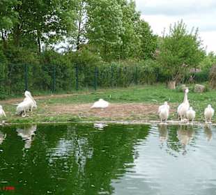 Vogelpark Marlow