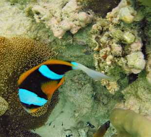 Schnorcheln Matemwe Beach