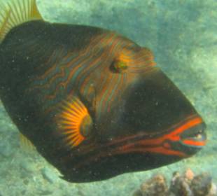 Tauchbasis Aquatic Divers im Pensee Royal Garden 