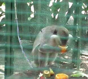 Das Äffchen an der Leine