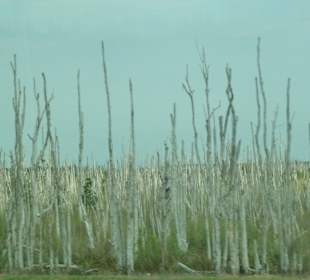 Abgestorbene Bäume in den Everglades