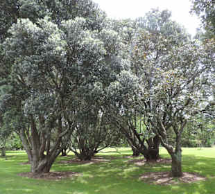 Im Western Springs Park