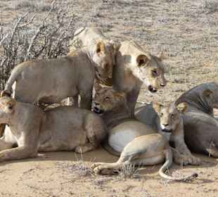 Löwengruppe auf Schattensuche