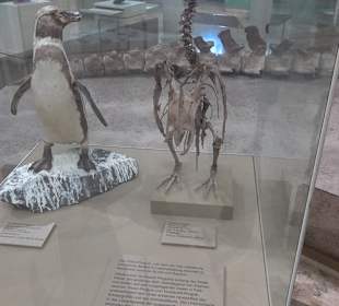 Staatliches Naturkunde Museum