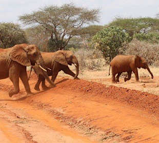 Die ersten Elephanten