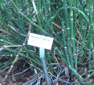 Botanischer Garten