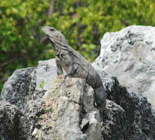 El Meco