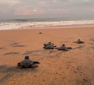 Schildkröten freilassen